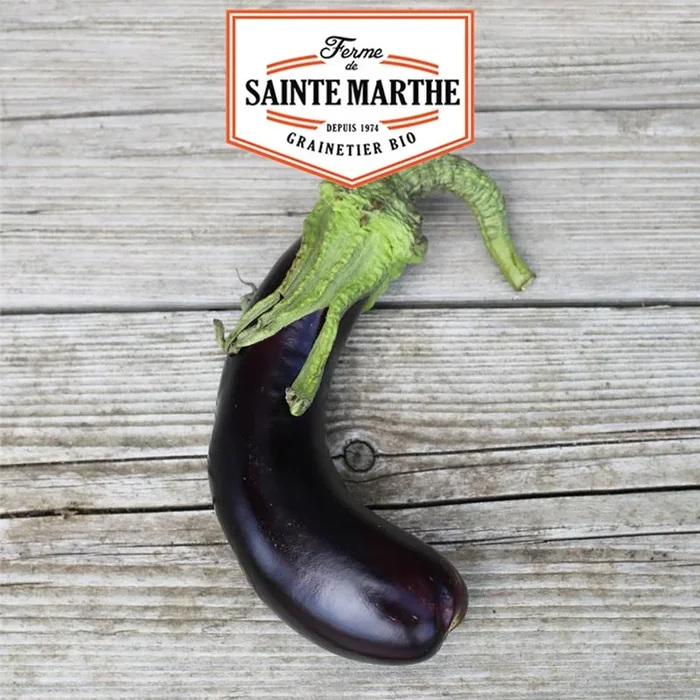 La ferme Sainte Marthe – 50 Samen Aubergine aus Barbentane