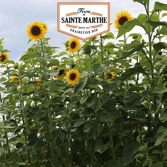 La ferme Sainte Marthe – 50 Samen Riesensonnenblume