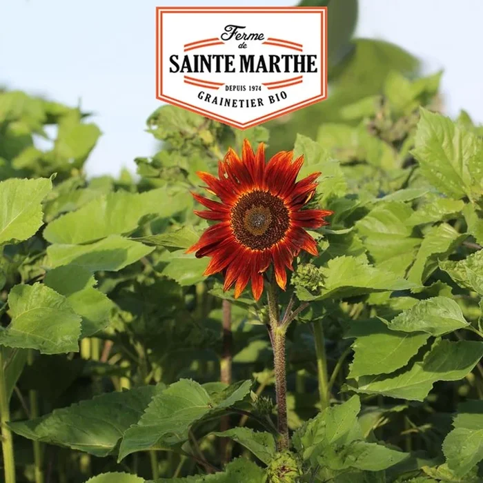 La ferme Sainte Marthe – 50 Samen Sonnenblume Rot