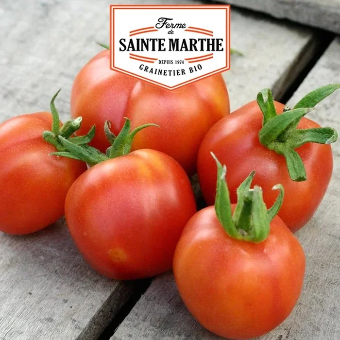 La ferme Sainte Marthe – 50 Samen Tomate Pfirsich