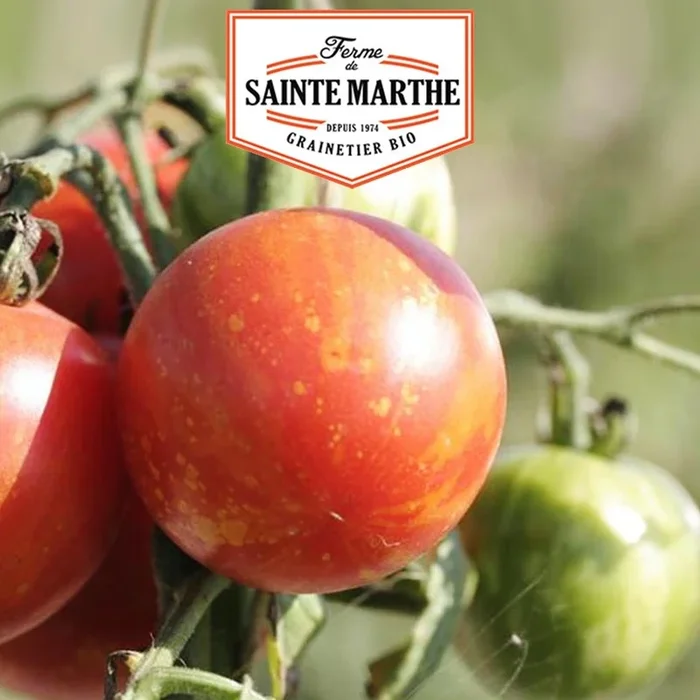 La ferme Sainte Marthe – 50 Samen Tomate Tigrella Bicolore