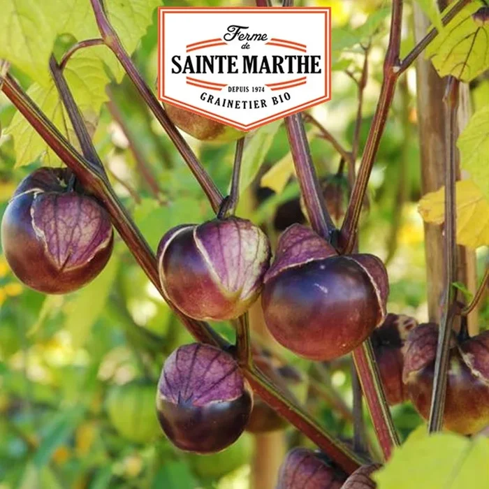 La ferme Sainte Marthe – 50 Samen Tomatillo Violett