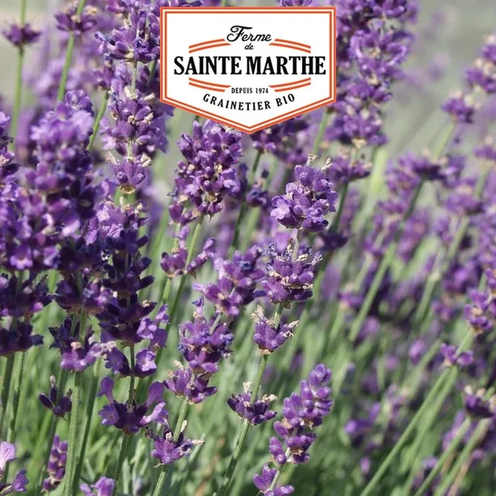 La ferme Sainte Marthe – 500 Samen Lavendel Officinale