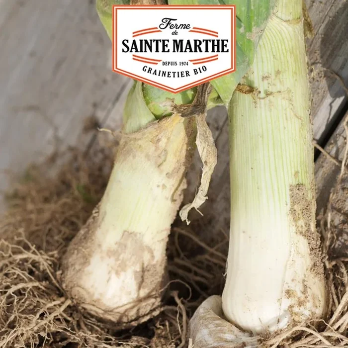 La ferme Sainte Marthe – 500 Samen Poireau de Carentan 2