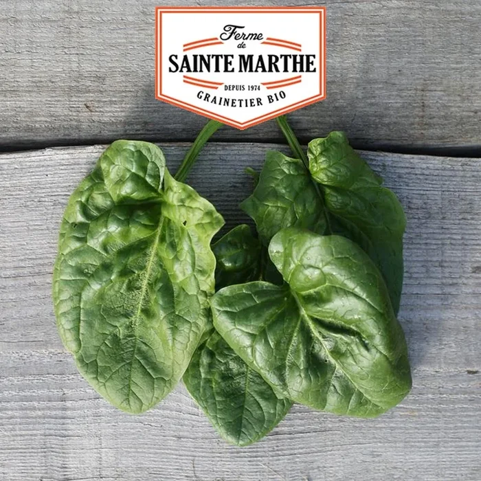 La ferme Sainte Marthe – 500 Samen Spinat Géant d’Hiver