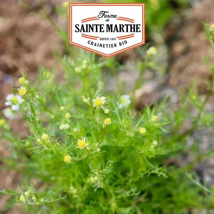 La ferme Sainte Marthe – 5000 Samen Kamille Matricaire