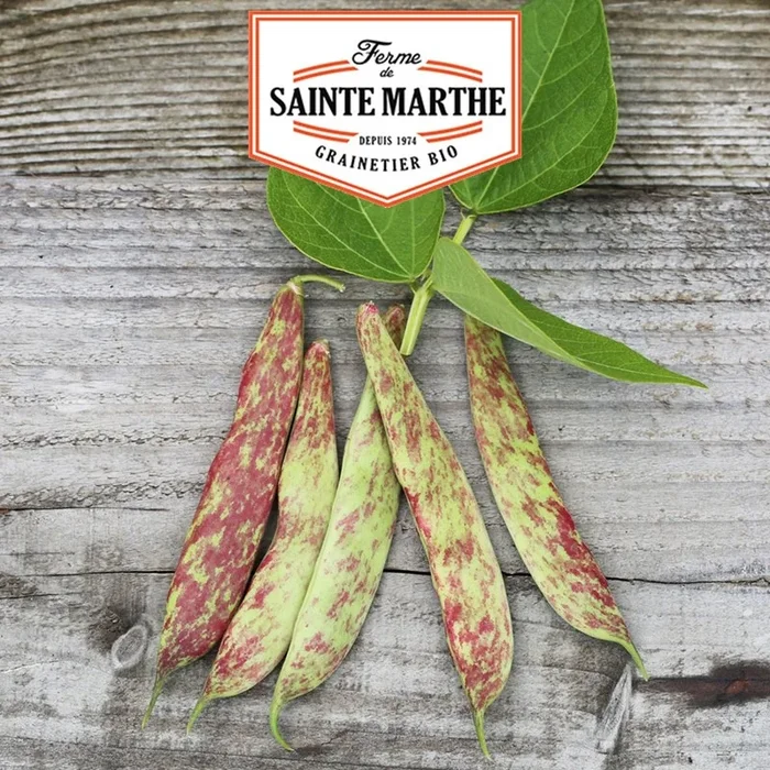 La ferme Sainte Marthe – 80 Gramm Big Borlotto Zwergbohne zum Ausbohren