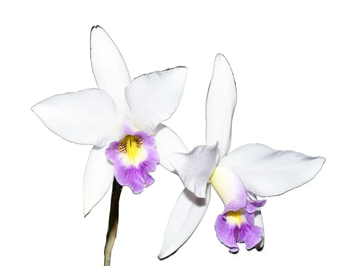 Laelia anceps var veitchiana