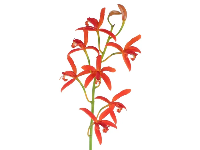 Laelia cinnabarina