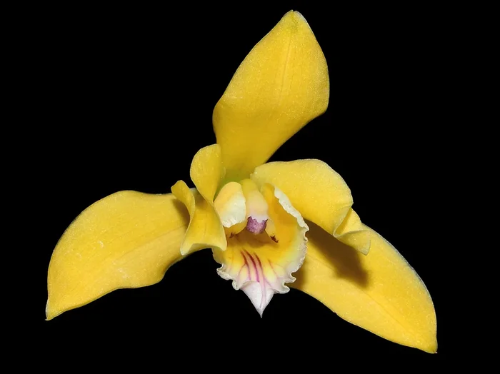 Laelia xanthina