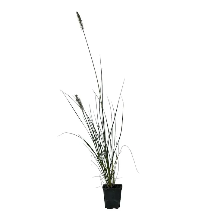 Lampenputzergras Hameln – Pennisetum alop.