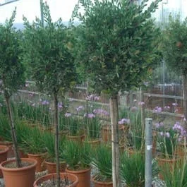 Lampenputzerpflanze auf Stamm (Callistemon laevis )
