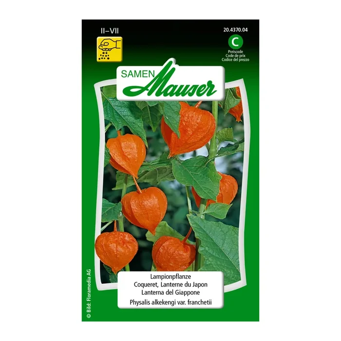 Lampionpflanze, Physalis