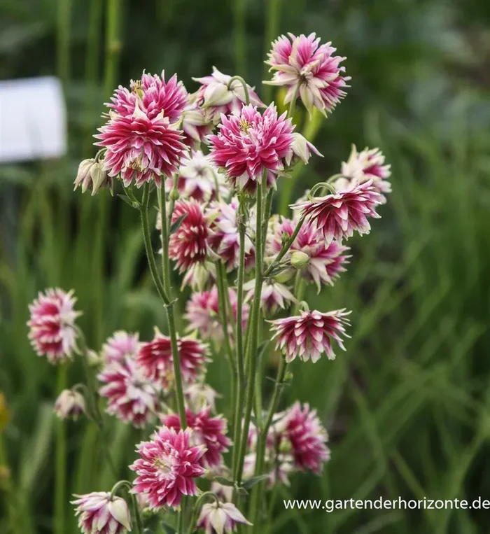 Langspornige Garten-Akelei ‚Nora Barlow‘
