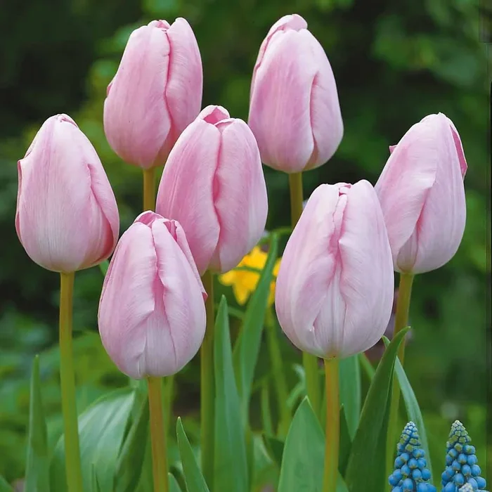 Langstielige Tulpe rosa (x5)