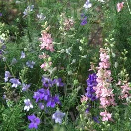 Lanzenrittersporn – Einjährige Blume