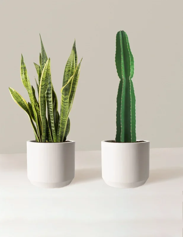 Large Set & Forget Duo