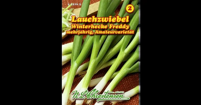Lauchzwiebel Winterhecke