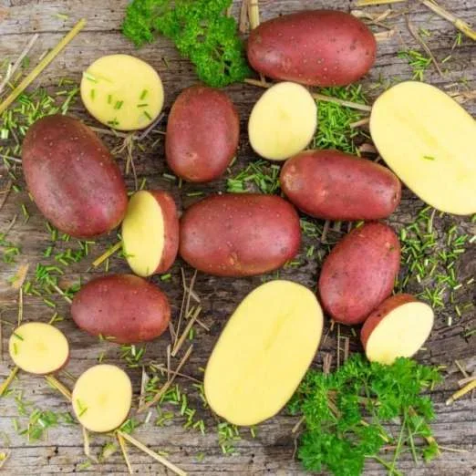 LauraPflanzkartoffeln, bio