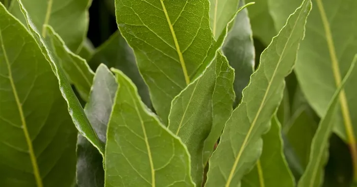 Laurus nobilis${2}
