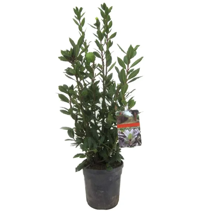 Laurus nobilis – Laurel bush