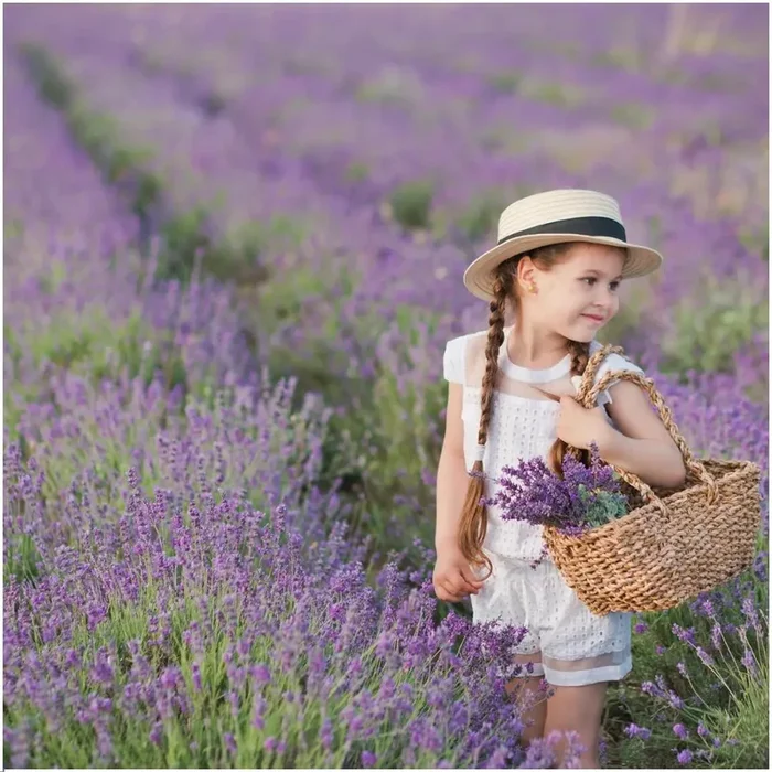 Lavandula – Verschiedene Sorten winterharter Lavendel