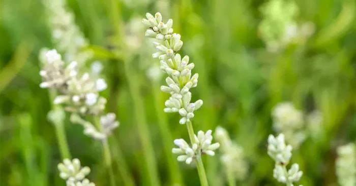 Lavandula ang. ‚Arctic Snow‘