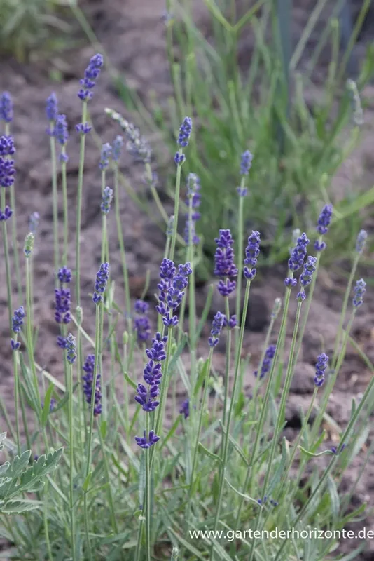 Lavandula angustifolia ‚Imperial Gem‘