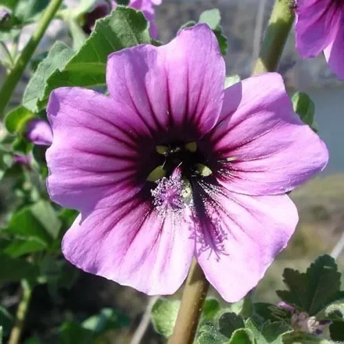 Lavatera Arborea