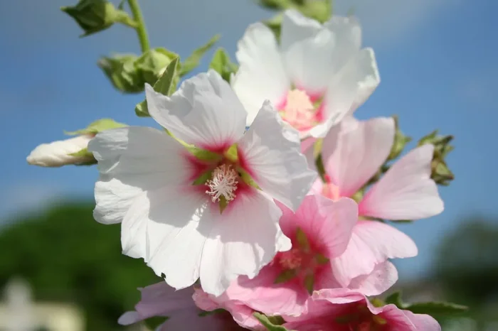 Lavatera x olbia ‚Barnsley‘ (Garten-Busch-Malve)