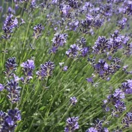 Lavendel – Lavandula angustifolia