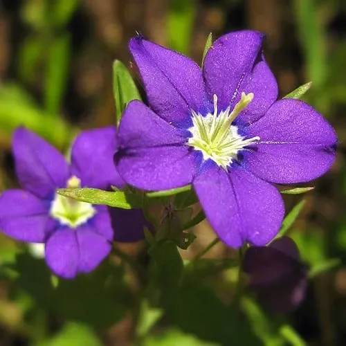 Legousia ‚Devon Sky‘