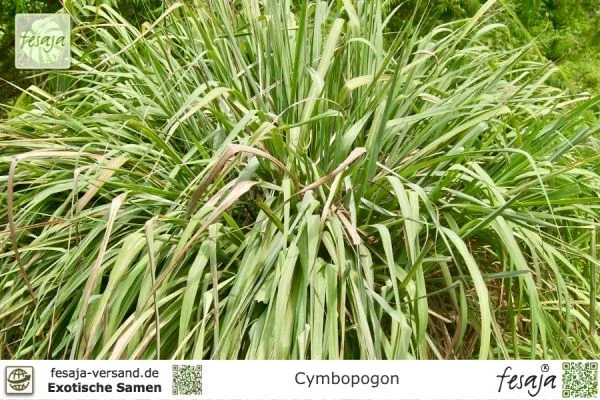 Lemongras, Cymbopogon winterianus