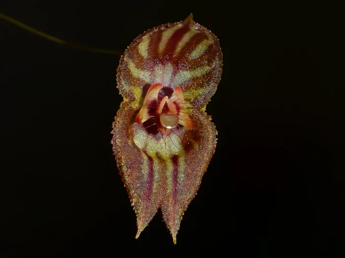 Lepanthes mulleriana