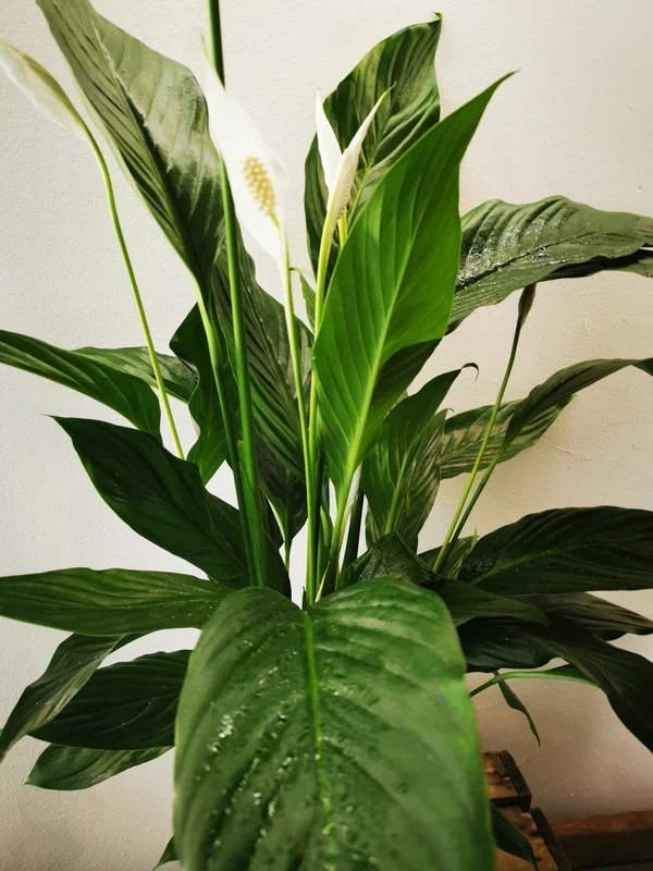 Lepelplant (Spatiphyllum)