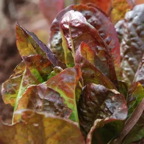 Lettuce Merveille Des Quatre Saisons