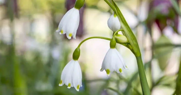 Leucojum aestiivum