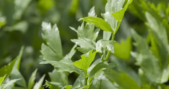 Levisticum officinale${2}