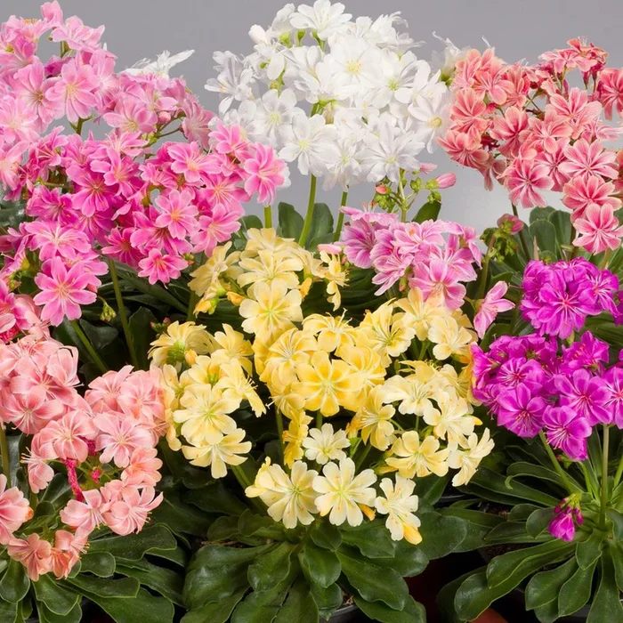 Lewisia cotyledon