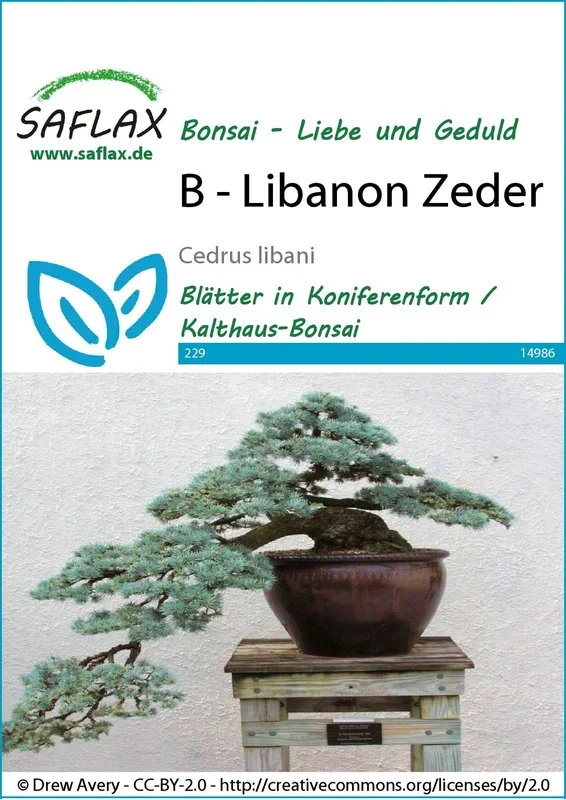 Libanon Zeder