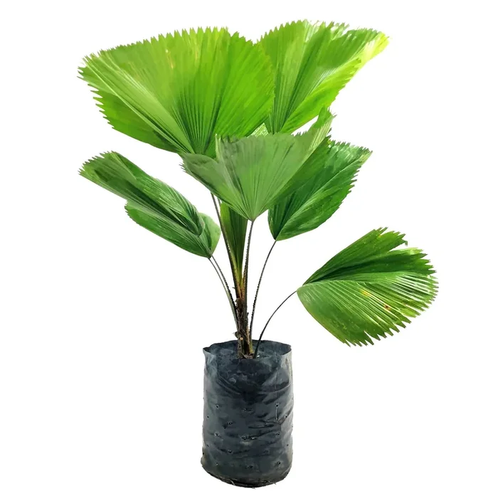 Licuala grandis, Ruffled Fan Palm in Bag (1.0m)