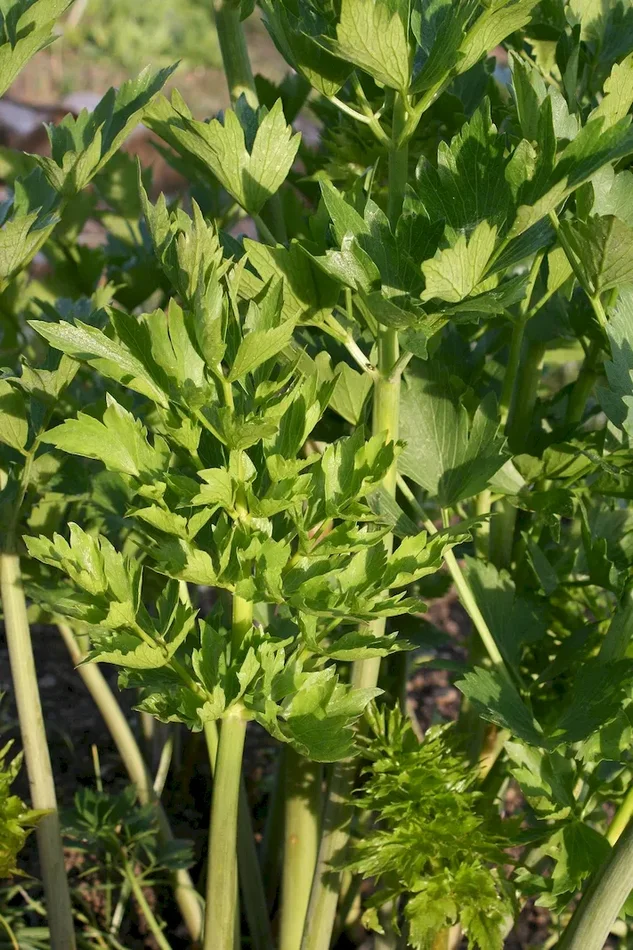Liebstöckel (Saatgut), Levisticum officinale