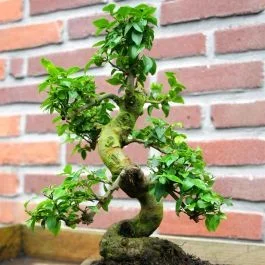 Liguster Bonsai S-Form 20 cm