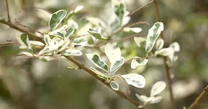 Ligustrum ibota ‚Müsli‘