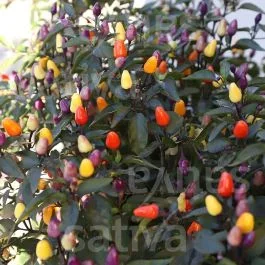 Lila Luzi – Chili