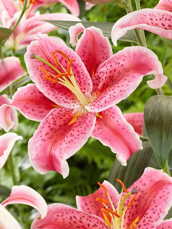 Lilie Stargazer