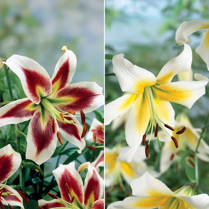 Lilien Kollektion ‚Beverly Dreams‘ & ‚Mister Pistache‘ (x6)