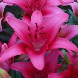 Lilium asiatic Pink County
