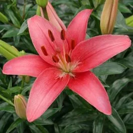 Lilium asiatic Sylt