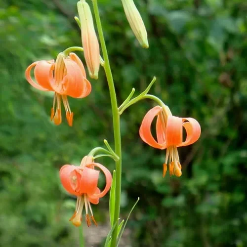 Lilium Callosum